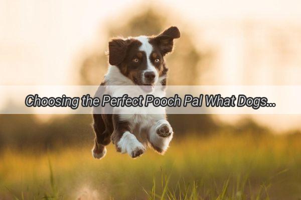 Choosing the Perfect Pooch Pal What Dogs Are Best for Babes